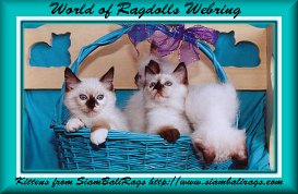 luv ez ragdolls